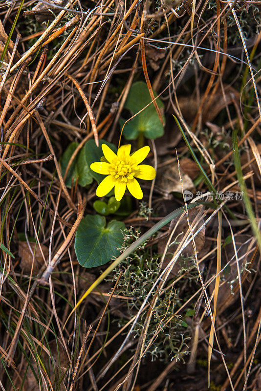 白屈菜(Ficaria verna)